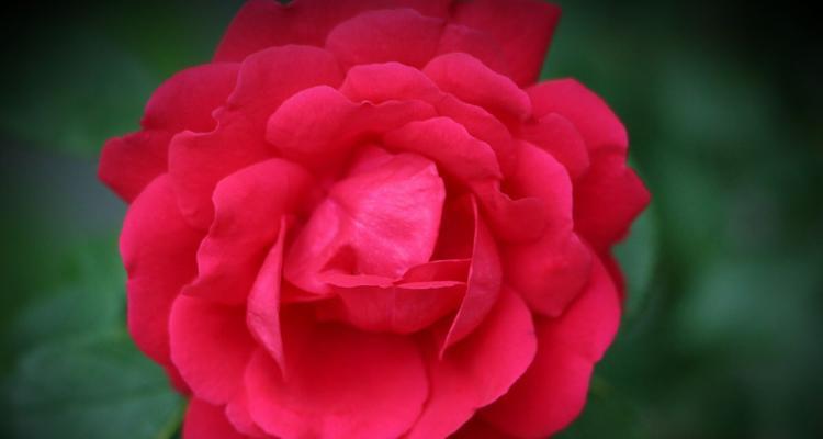 月季花的花语是什么？如何正确解读月季的象征意义？