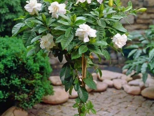 茉莉花栀子花风信子花语是什么？如何解读它们的含义？