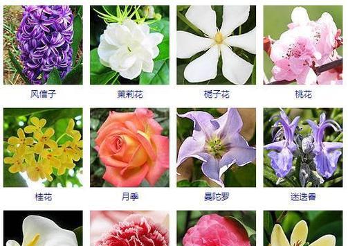 茉莉花栀子花风信子花语是什么？如何解读它们的含义？