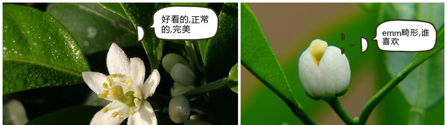柑橘开花结果的时间是什么时候？常见问题有哪些？