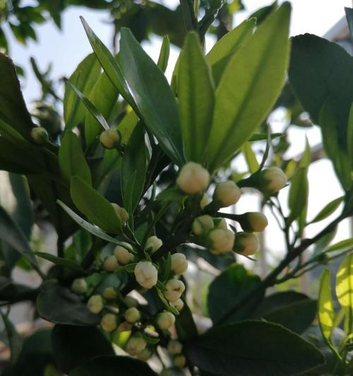 柑橘开花结果的时间是什么时候？常见问题有哪些？