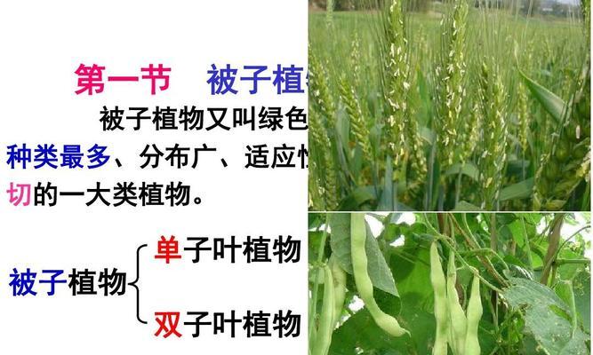 柑橘属于被子植物吗？它们的分类特征是什么？