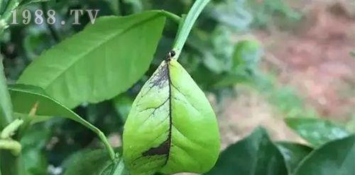 柑橘炭疽病是怎么引起的？有效治疗方法有哪些？