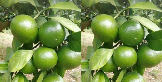 柑橘用什么肥料最好？如何根据季节选择合适的肥料？
