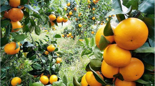 柑橘用什么肥料最好？如何根据季节选择合适的肥料？