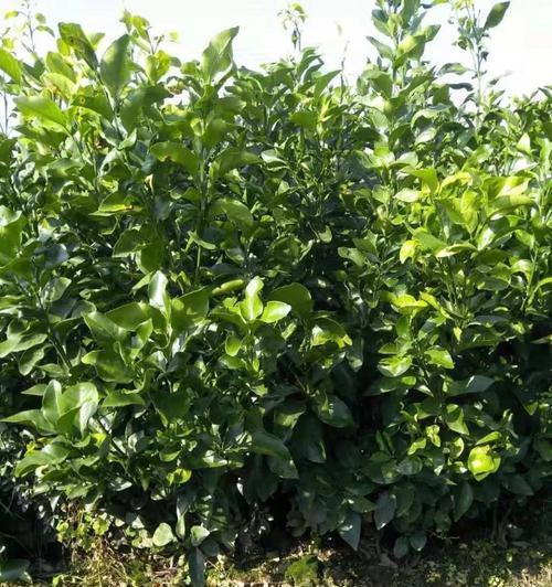 柑橘种植条件地理适宜在什么地区栽种？如何选择最佳种植区域？