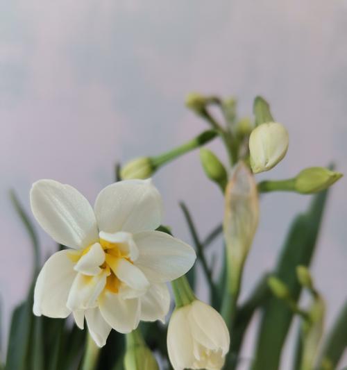 水仙花有哪些特点？它的象征意义是什么？
