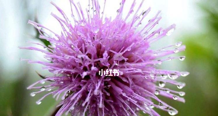 所有花朵的花语都是什么？如何了解每种花的独特含义？
