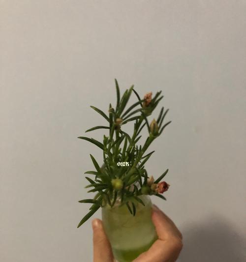 扦插薄荷水培和土培哪种更好？各自的优缺点是什么？