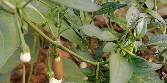 干辣椒种子种植的最佳时机是什么时候？能在家种植吗？