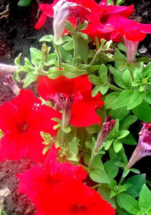 矮牵牛花的花语和寓意有哪些常见问题解答？