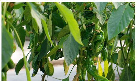 干辣椒籽可以种吗？种植方法和注意事项是什么？