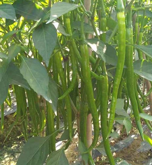 干辣椒籽可以种吗？种植方法和注意事项是什么？