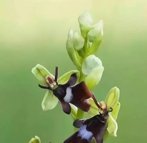 芭蕾舞兰花的花语是什么？如何养护才能让它开得更美？
