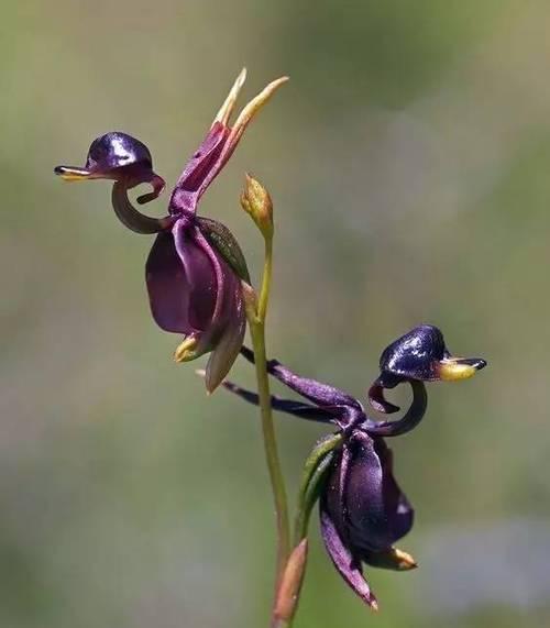 芭蕾舞兰花的花语是什么？如何养护才能让它开得更美？