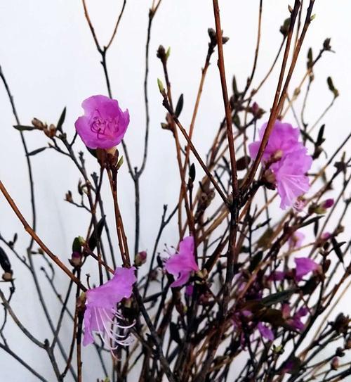 干枝杜鹃花期持续多久？如何延长花期？