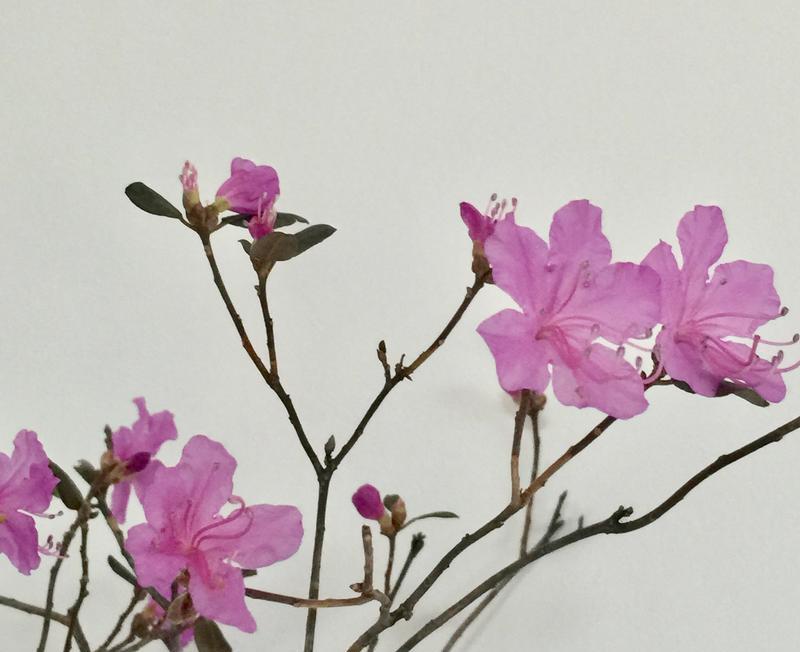 干枝杜鹃开完花后如何处理？后续养护有哪些要点？