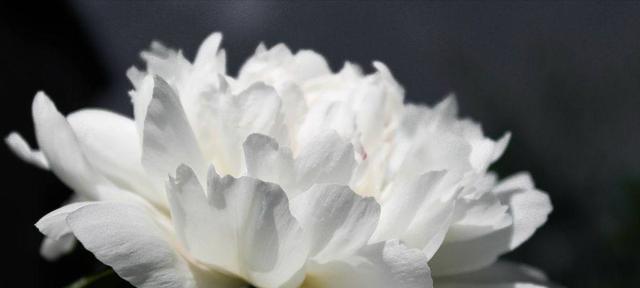 白凤牡丹花语是什么？如何正确解读白凤牡丹的含义？