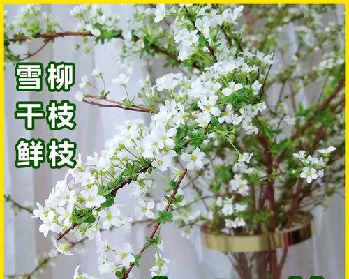 干枝花怎么养及养殖方法？有哪些注意事项？
