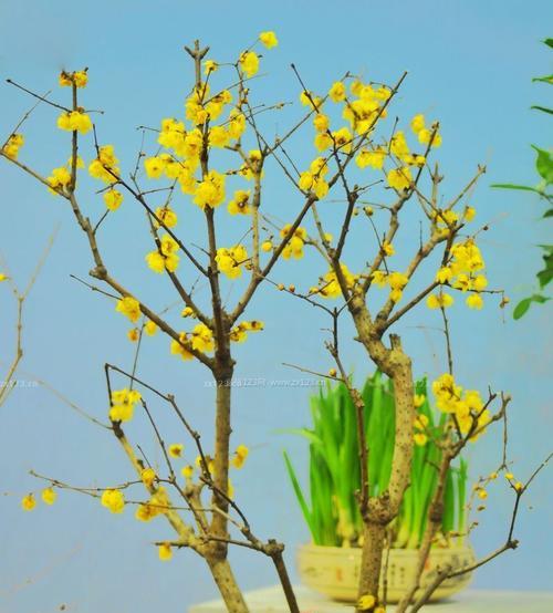 干枝梅盆景好养吗？养殖方法和养护要点是什么？