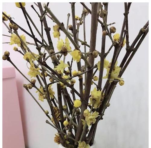 干枝梅有毒吗？室内养护需要注意什么？
