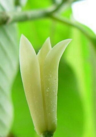 白兰花花语是什么？了解白兰花的象征意义和用途？
