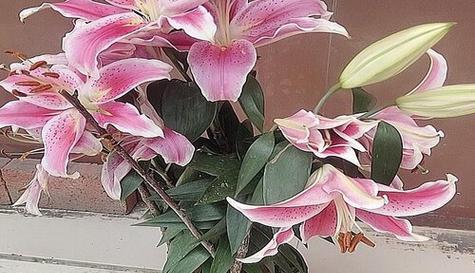 刚买的百合花怎么养护？从浇水到施肥的正确方法是什么？