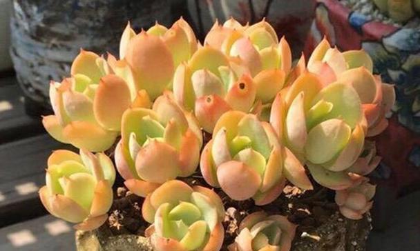 刚买的多肉如何正确养护？新买多肉的养殖方法有哪些？