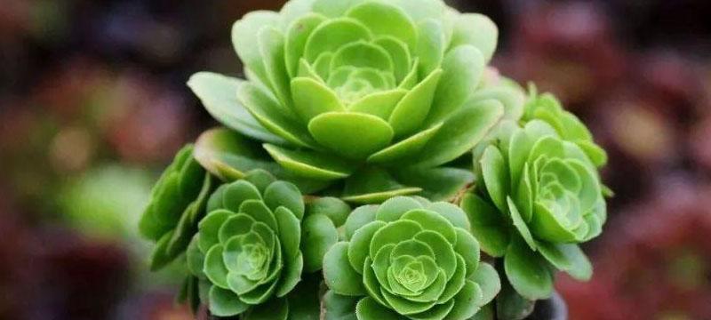 刚买的多肉如何正确养护？新买多肉的养殖方法有哪些？
