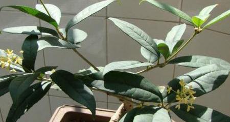 刚买的桂花树怎么养护？新栽桂花树的正确护理方法是什么？