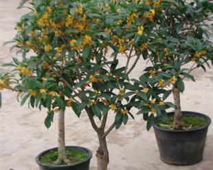 刚买的桂花树怎么养护？新栽桂花树的正确护理方法是什么？