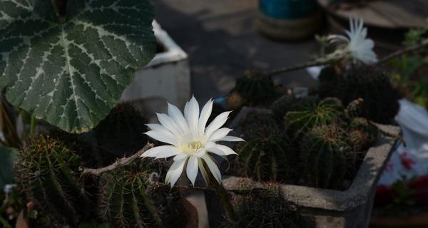 白鸟仙人球花语有哪些含义？