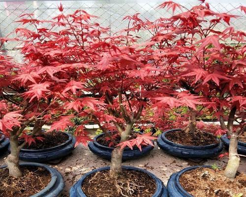 刚买的红枫树怎么养护？新栽植红枫树的护理要点是什么？