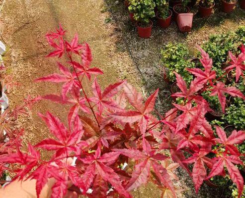 刚买的红枫树怎么养护？新栽植红枫树的护理要点是什么？