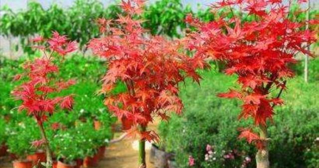 刚买的红枫树怎么养护？新栽植红枫树的护理要点是什么？