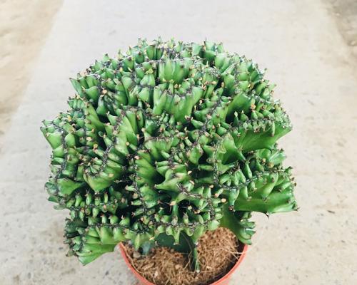 刚买的玉麒麟怎么养？养护技巧和注意事项是什么？