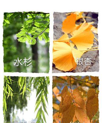 刚栽的树几天浇一次水？春夏秋冬的浇水频率有何不同？