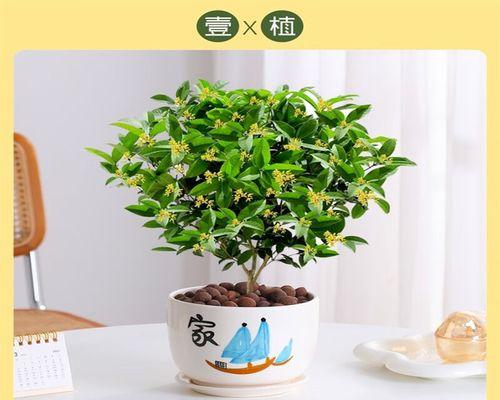 刚栽的树几天浇一次水？春夏秋冬的浇水频率有何不同？