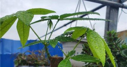 刚栽的树几天浇一次水？春夏秋冬的浇水频率有何不同？