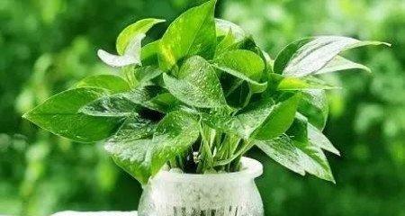 刚种下的绿萝需要浇水吗？多久浇一次合适？