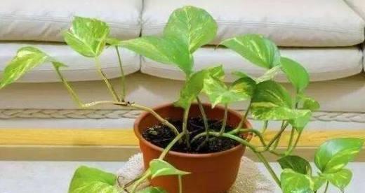 刚种下的绿萝需要浇水吗？多久浇一次合适？
