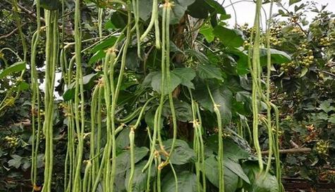 缸豆几月份种植最合适？如何确保高产？