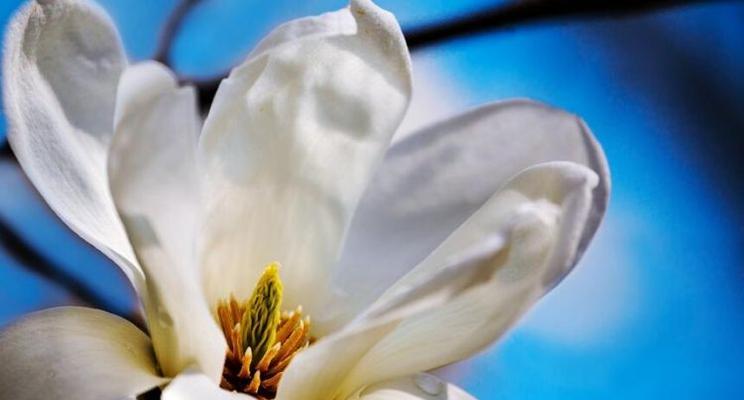 白玉兰花象征着什么？白玉兰花的含义和象征意义是什么？