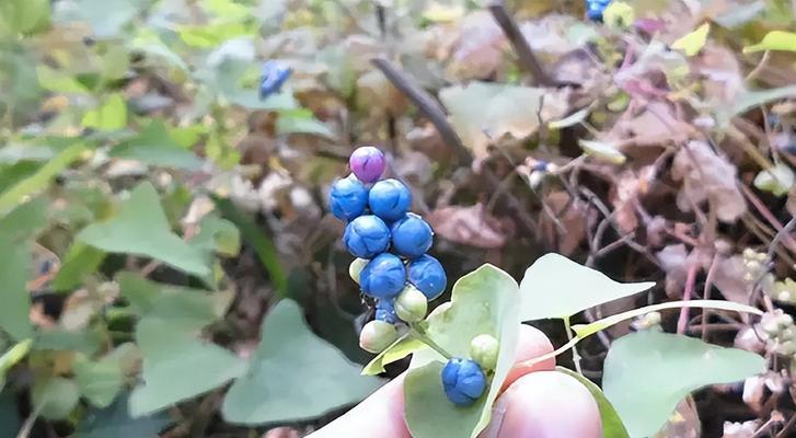 杠板归通常生长在哪些地方？如何识别杠板归的生长环境？