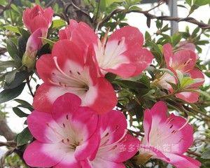 皋月杜鹃什么时候开花？一年能开几次花？