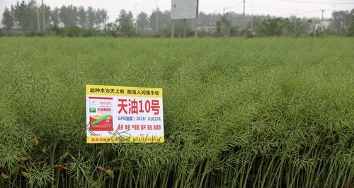 全国高产油菜新品种排名？如何选择适合的高产油菜品种？