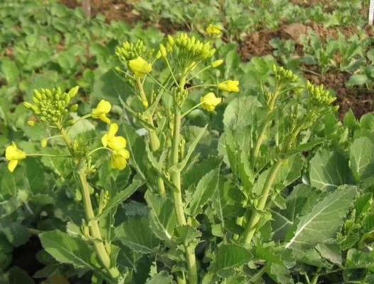 全国高产油菜新品种排名？如何选择适合的高产油菜品种？