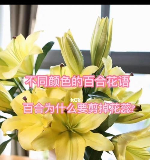 百合花的传说有哪些？花语代表什么意思？