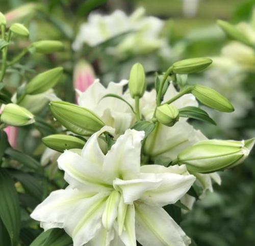 百合花养护技巧有哪些？养花过程中常见问题解答？