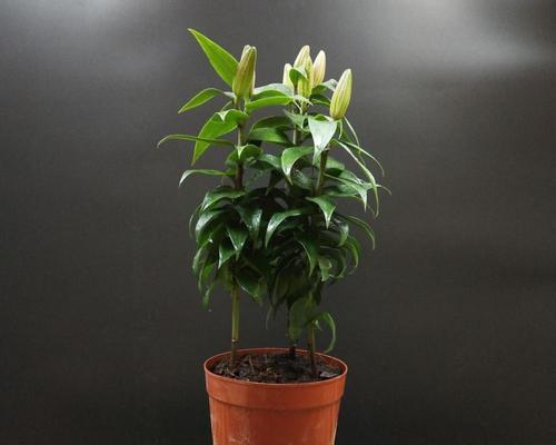 百合花养护技巧有哪些？养花过程中常见问题解答？